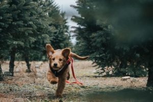 Hund rennt weg mit GPS Tracker