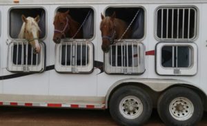 Tranportgamschen für den Transport von Pferden