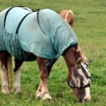 Gesichtsmaske und Ekzemerdecke für Pferde
