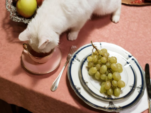 Katze trinkt aus Tasse auf Tisch daneben Weintrauben