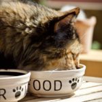Dürfen Katzen Nudeln essen?