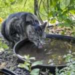 Katze trinkt Wasser