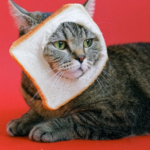 Katze mit Brot