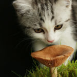 Katze die an einen Pilz schnuppert